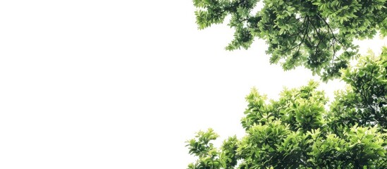 Obraz premium A serene white background showcases vibrant green trees with a large blank area for text or images. image with copy space