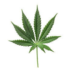 Very detailed studio photo of marijuana leaf on transparent background Generative Ai