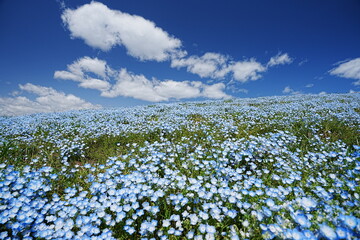 可憐なネモフィラ咲く春の丘