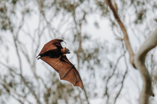 Fruit bat flying with bush branches in background