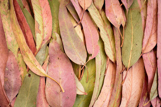 Fototapeta pink and green gum (eucalyptus) leaves laid flat