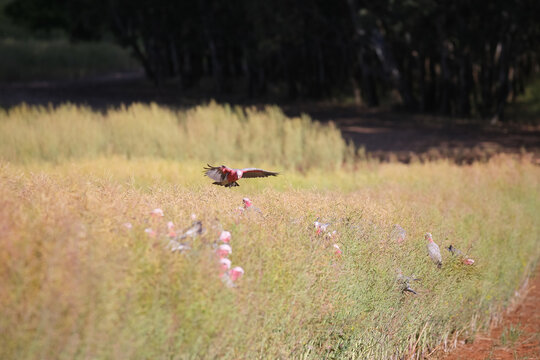 Flock of native birds (galahs) eating in a windrowed canola crop