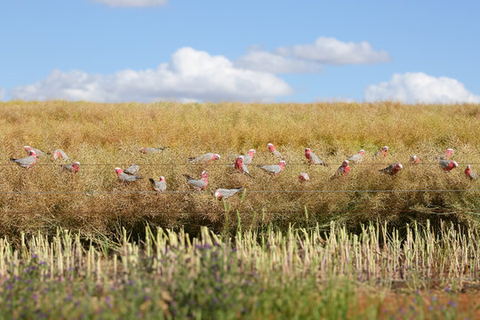Flock of native birds (galahs) eating in a windrowed canola crop