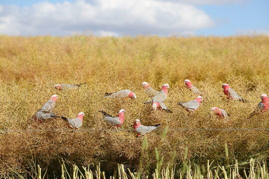 Flock of native birds (galahs) eating in a windrowed canola crop