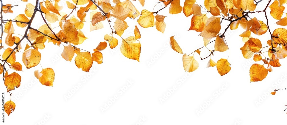 Poster autumn foliage with yellow leaves on a blank isolated background, ideal for copy space image.