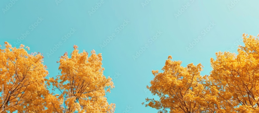 Poster autumnal golden treetops contrast beautifully with the vibrant tree canopy under a clear blue sky, c