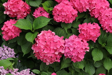 赤いアジサイ　紫陽花　きれいなアジサイ
梅雨の時期