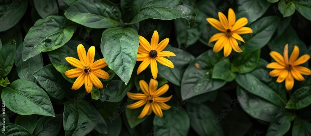 Poster bright yellow flowers contrast beautifully with green foliage in photos with a background of leaves,