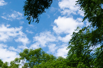 sky and trees