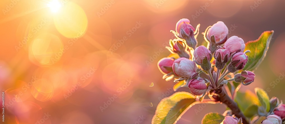 Aufkleber Apple tree buds in close-up during a spring sunset in a blooming orchard, with a blurred background offering copy space image.