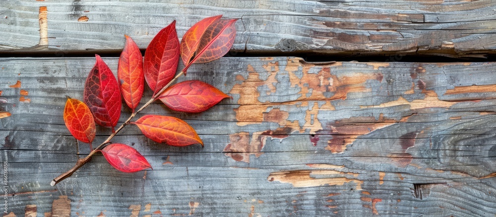 Aufkleber An autumn Mahonia leaf with copy space image on weathered wooden backdrop.