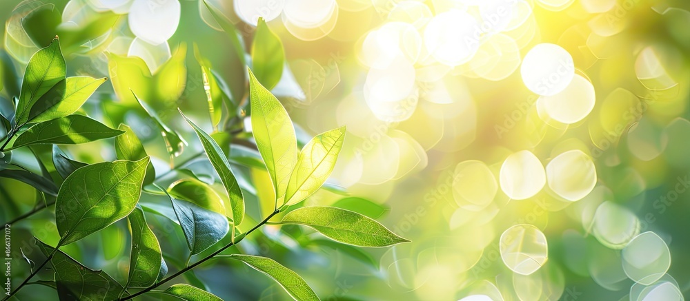 Poster abstract blurred foliage creates a bokeh background illuminated by bright summer sunlight, suitable 