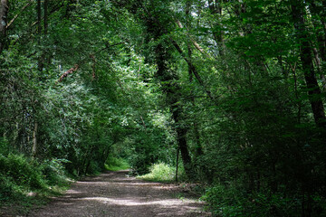 Obraz premium LE CHEMIN