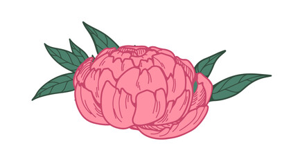 Peony flower, floral bud. Delicate spring blossom with leaves, retro botanical design element. Gorgeous garden bloom, lush pink petals. Hand-drawn vector illustration isolated on white background