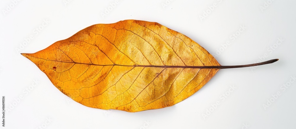 Poster a dry leaf with a yellow-brown color, suitable for your copy space image.