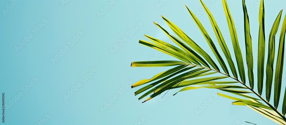 Poster A palm leaf against a clear blue sky, creating a serene copy space image.
