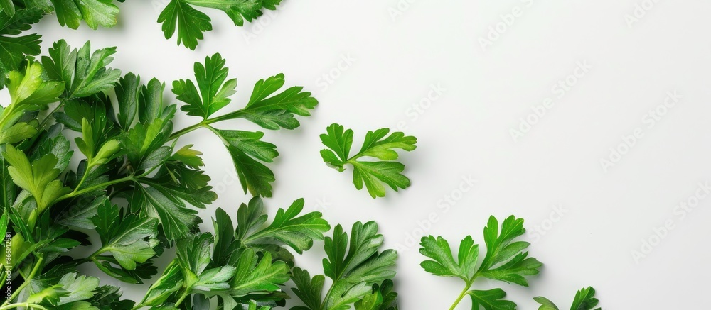 Poster close-up top view of fresh parsley herb's green leaves on white background with copy space image.