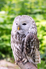 Ural owl on a log in summer forest (Strix uralensis)