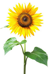 Single Sunflower with Long Stem