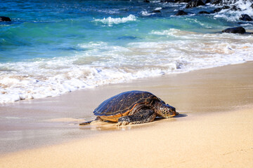 Tropical Landscape Photos on Maui, Hawaii