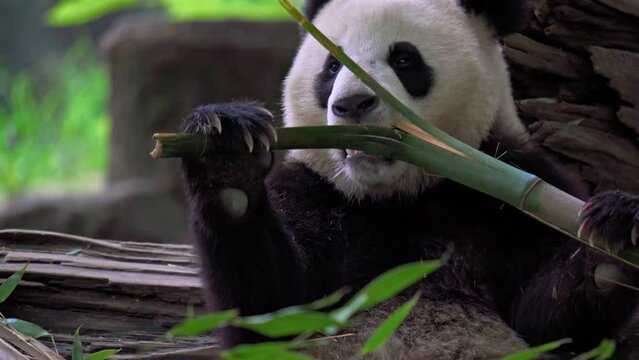 Giant panda eating bamboo at Dujiangyan Panda Base, Sichuan, China.