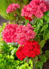 Richly blooming geranium flowers on the windows