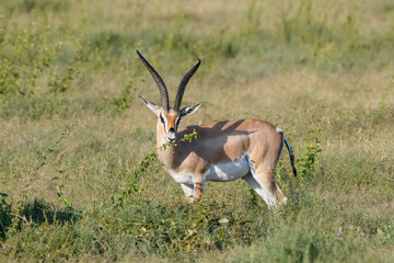 impala in the savannah
