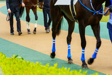 サラブレッド　競馬