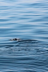 Fototapeta premium alligator in the water