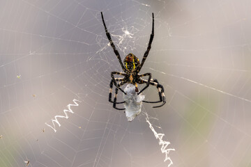 Spider preying on large insects wrapped around by thread. The scientific name for this spider is Argiope amoena.