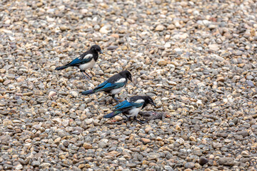 Young common magpies next to the remains of a starling to feed. Pica pica.