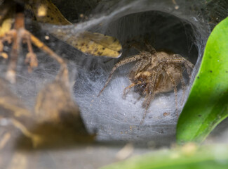 agelena labyrinthica spider macro photo