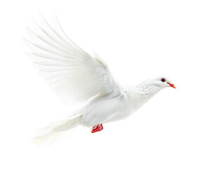 Obraz premium A white dove flies in front, png on transparent background