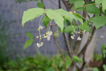 ツリバナ（Euonymus oxyphyllus）の花が垂れ下がる様子・5月