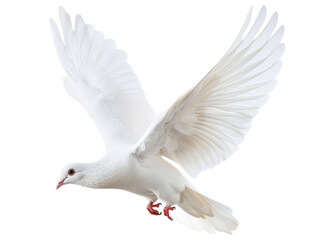 Fototapeta premium A white dove flies in front, png on transparent background