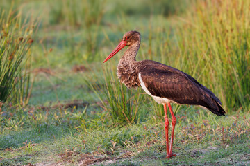 Schwarzstorch im Morgenlicht