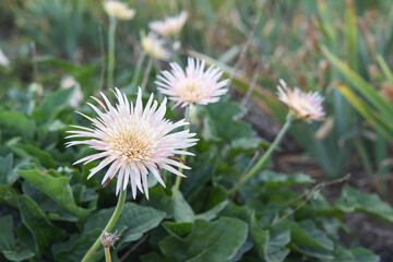 原種のガーベラ（Gerbera）白い八重の花びらに淡いピンクが混じっている