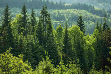 Fototapeta premium Green tree forest background, beautiful bird eye view on fresh pines in the morning sun light