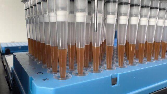 laboratory automated liquid handling system, robotic arm with multiple pipette tips above a tray of microtiter plates. technology in scientific research and testing. modern laboratory automation.
