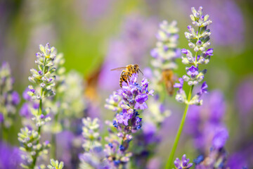Spring lavender flowers under sunlight. Bees pollinate flowers and collect pollen. Lavender honey. Beautiful landscape of nature with a panoramic view. Hi spring. long banner