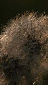 Fluffy dandelions. Creative.Small flowers illuminated in the sun standing in front of green young grass.