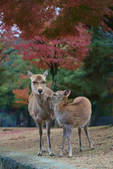 Nara deer of nara Park in the autumn of Nara Prefecture, Japan.