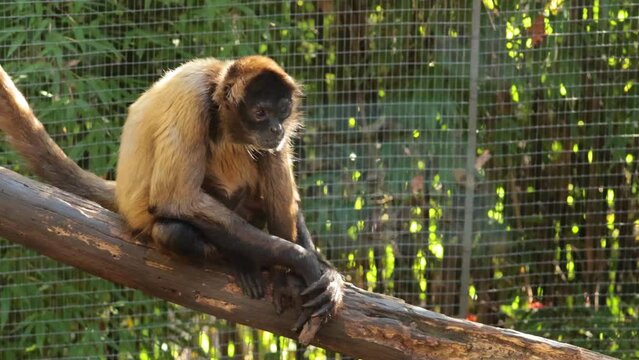 Spider Monkey in Melbourne Zoo