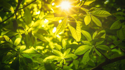 Lush green leaves of trees in a forest with sunlight shining through the branches