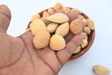 Almond with shell. It's other name Prunus amygdalus and Prunus dulcis. The almond is also the name of the edible and widely cultivated seed of this tree. indian almond.