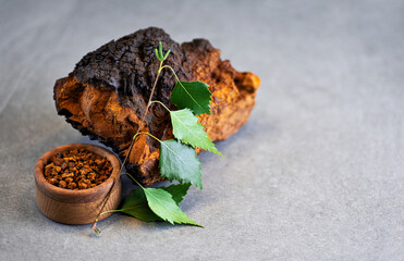 Chaga mushroom pieces with birch leaves on a gray background.