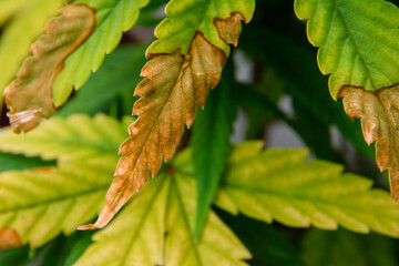 Top view of a cannabis plant with issues of leaf wilting and burning. The leaves appear dry and have brown burnt spots scattered throughout, indicating the plant's deteriorating health.