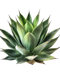 Fototapeta premium Green Agave Plant with Sharp Leaves