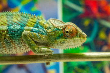 Green chameleon in a terrarium