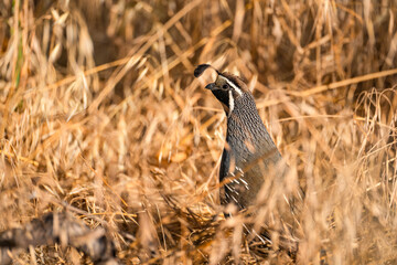 A male California quail (Callipepla Californica) stands in dry grass